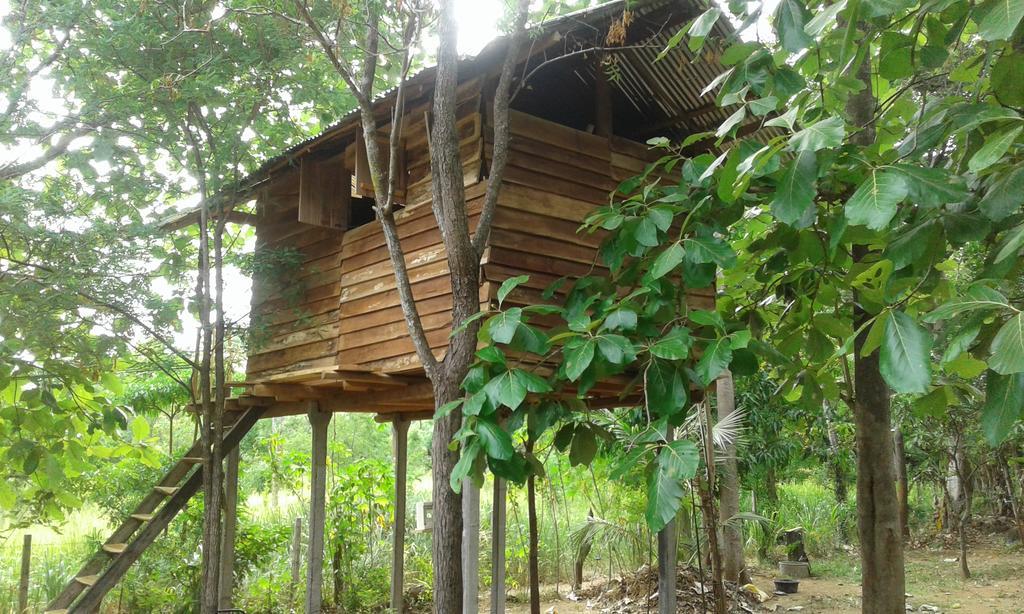Apartamento Angry Birds Tree House Habarana Exterior foto
